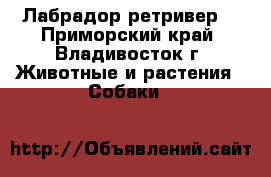 Лабрадор ретривер  - Приморский край, Владивосток г. Животные и растения » Собаки   